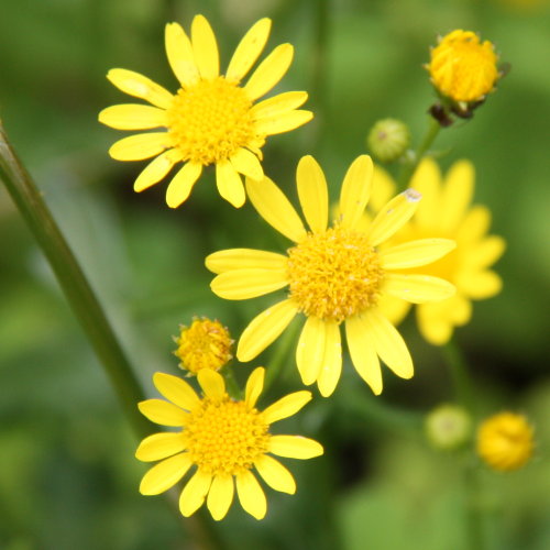 Wasser-Greiskraut / Senecio aquaticus