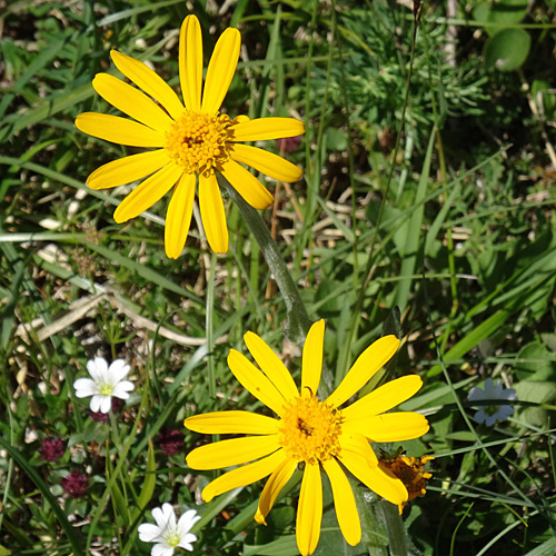 Gämswurz-Greiskraut / Senecio doronicum