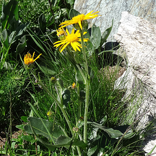 Gämswurz-Greiskraut / Senecio doronicum