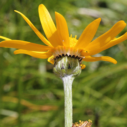 Gämswurz-Greiskraut / Senecio doronicum