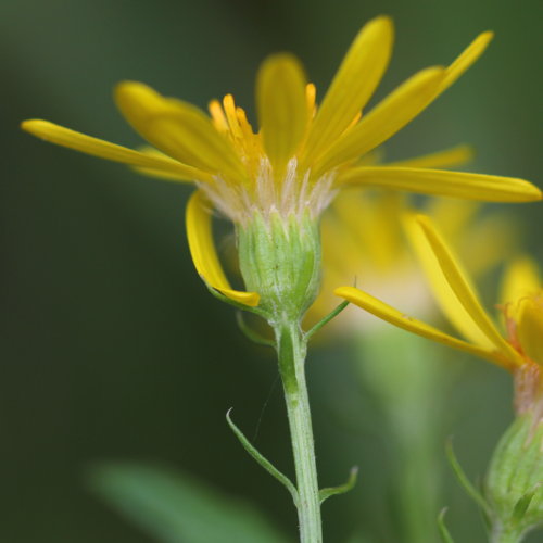 Raukenblättriges Greiskraut / Senecio erucifolius