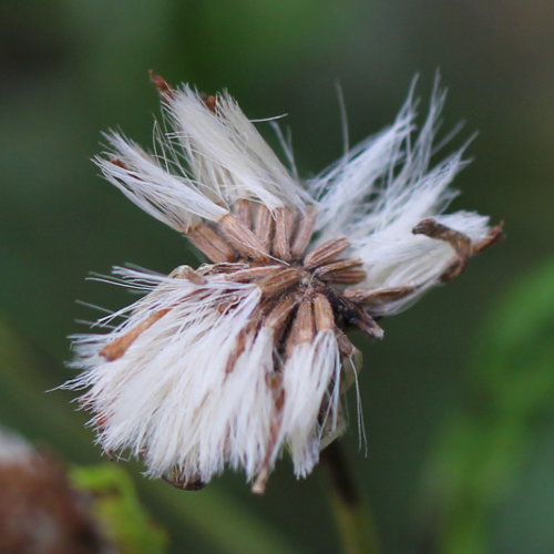 Raukenblättriges Greiskraut / Senecio erucifolius