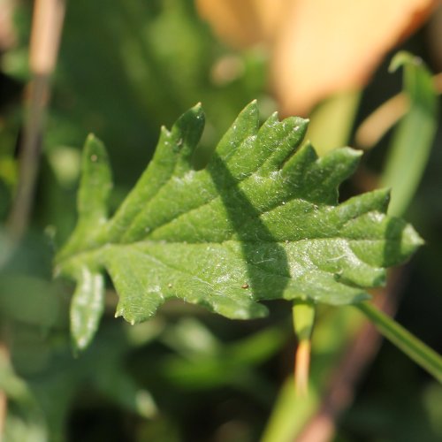 Raukenblättriges Greiskraut / Senecio erucifolius