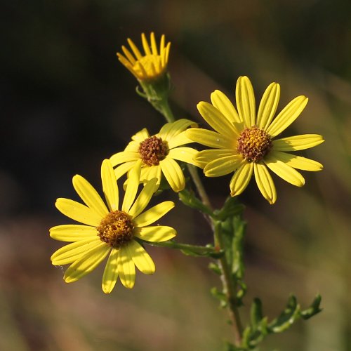 Raukenblättriges Greiskraut / Senecio erucifolius