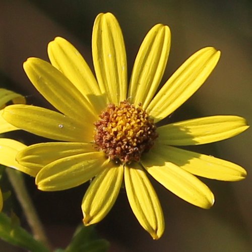 Raukenblättriges Greiskraut / Senecio erucifolius