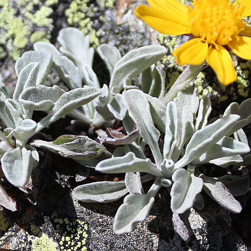 Hallers Greiskraut / Senecio halleri