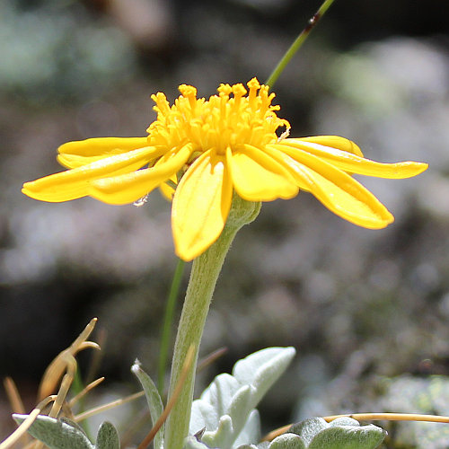 Hallers Greiskraut / Senecio halleri