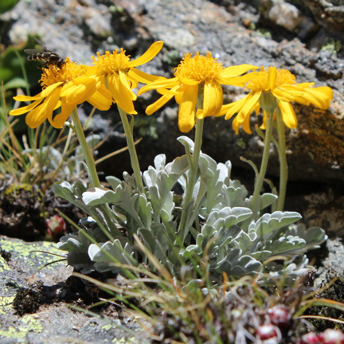 Hallers Greiskraut / Senecio halleri