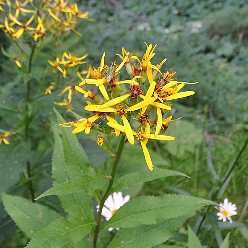 Busch-Greiskraut / Senecio hercynicus