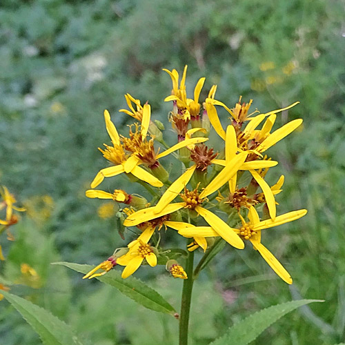 Busch-Greiskraut / Senecio hercynicus