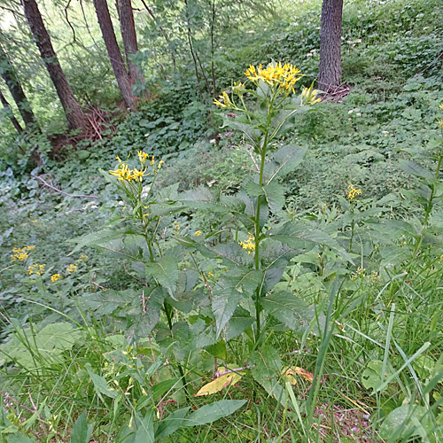 Busch-Greiskraut / Senecio hercynicus