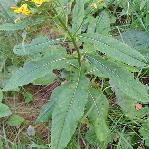 Busch-Greiskraut / Senecio hercynicus