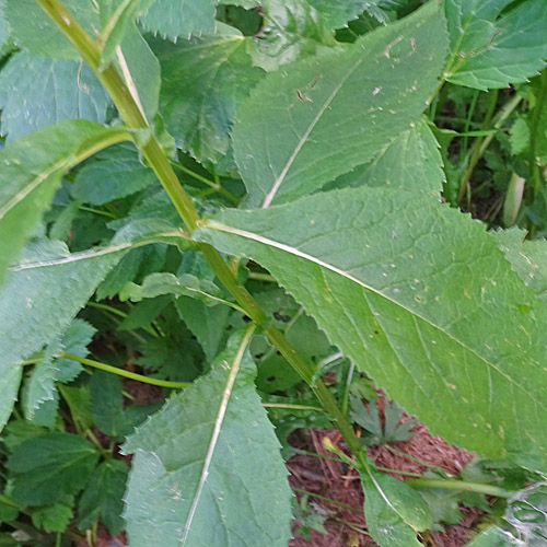 Busch-Greiskraut / Senecio hercynicus