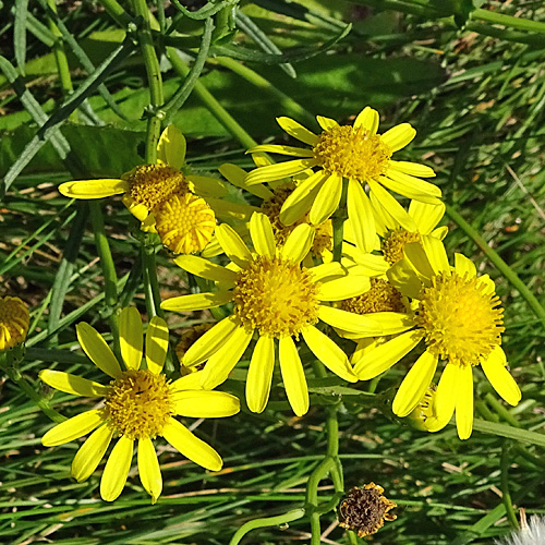 Südafrikanisches Greiskraut / Senecio inaequidens