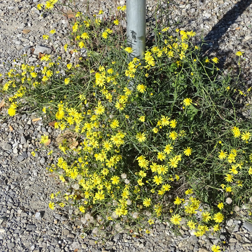 Südafrikanisches Greiskraut / Senecio inaequidens