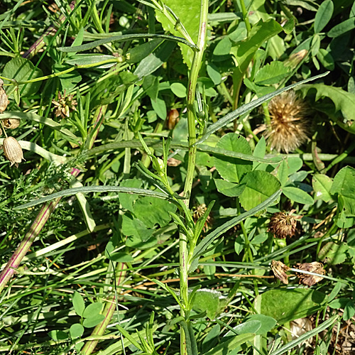 Südafrikanisches Greiskraut / Senecio inaequidens