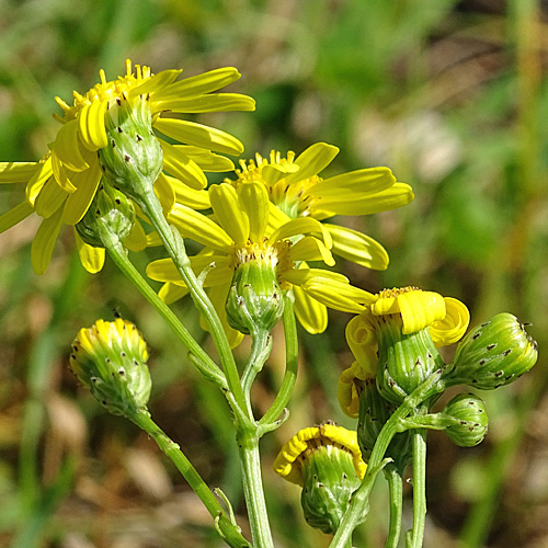 Südafrikanisches Greiskraut / Senecio inaequidens