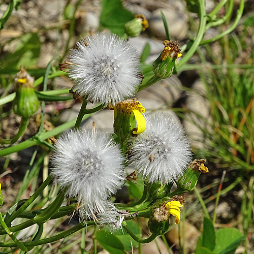 Südafrikanisches Greiskraut / Senecio inaequidens