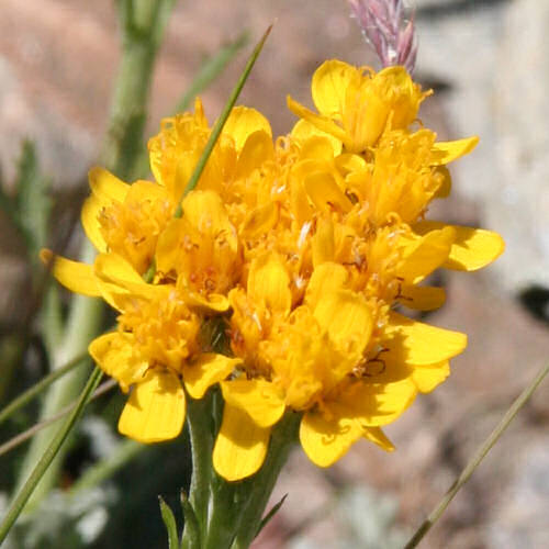 Gewöhnliches Graues Greiskraut / Senecio incanus