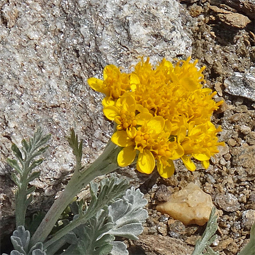 Gewöhnliches Graues Greiskraut / Senecio incanus