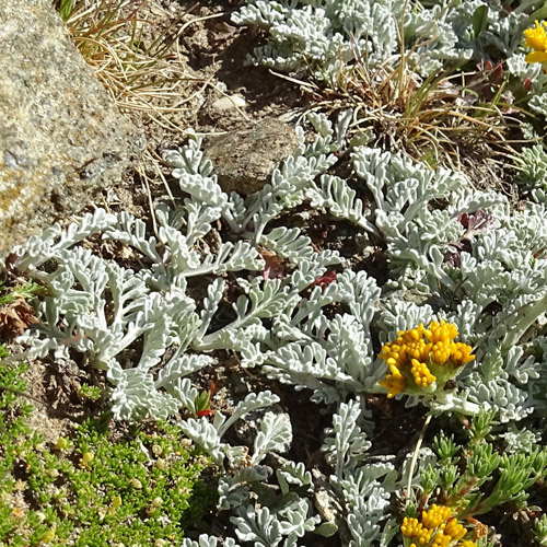 Gewöhnliches Graues Greiskraut / Senecio incanus