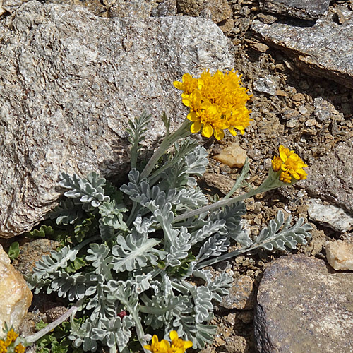 Gewöhnliches Graues Greiskraut / Senecio incanus