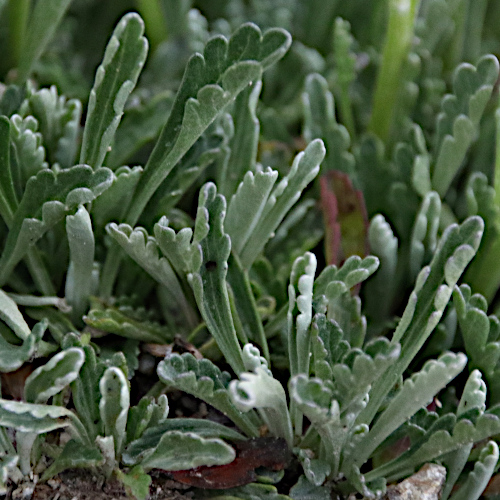 Krainisches Graues Greiskraut / Senecio incanus subsp. carniolicus