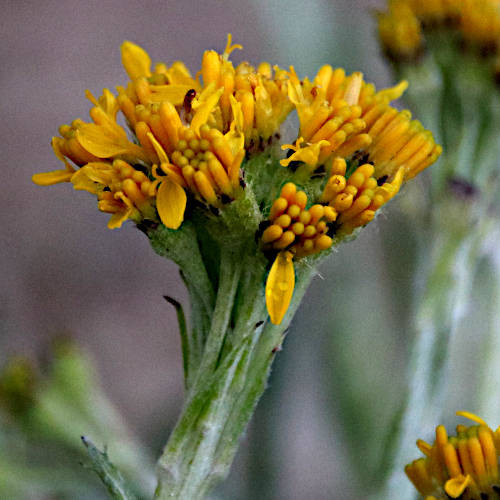 Krainisches Graues Greiskraut / Senecio incanus subsp. carniolicus