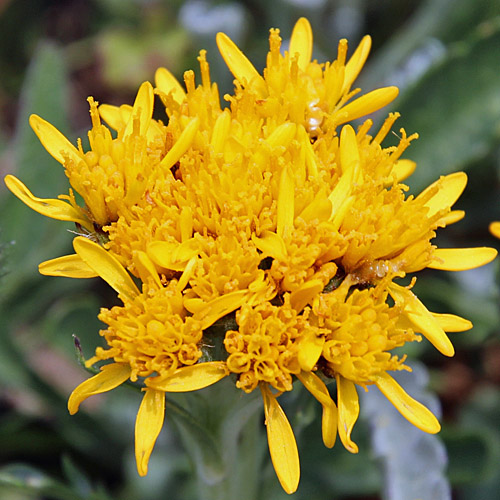 Krainisches Graues Greiskraut / Senecio incanus subsp. carniolicus