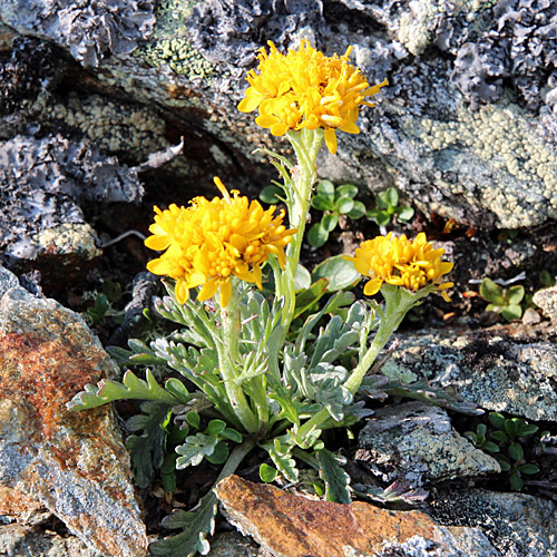 Krainisches Graues Greiskraut / Senecio incanus subsp. carniolicus