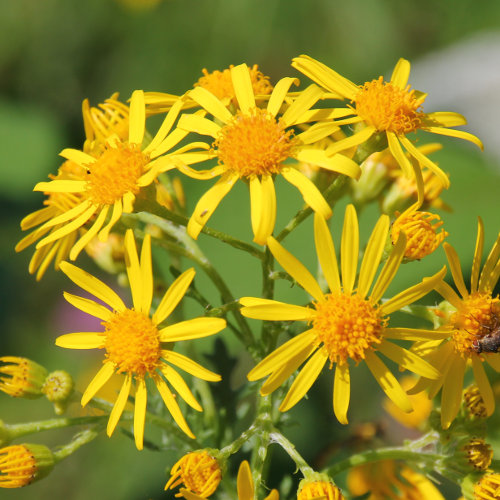 Jakobs-Greiskraut / Senecio jacobaea