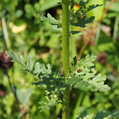 Jakobs-Greiskraut / Senecio jacobaea