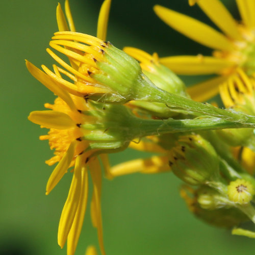 Jakobs-Greiskraut / Senecio jacobaea