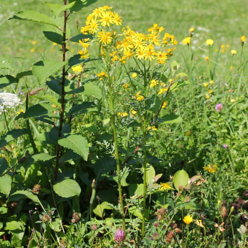 Jakobs-Greiskraut / Senecio jacobaea