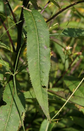 Fuchs's Greiskraut / Senecio ovatus