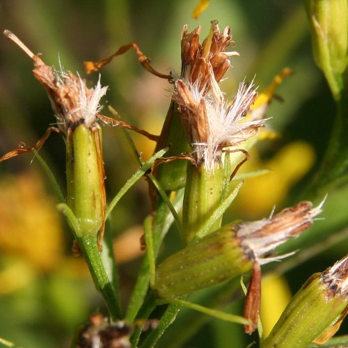 Fuchs's Greiskraut / Senecio ovatus