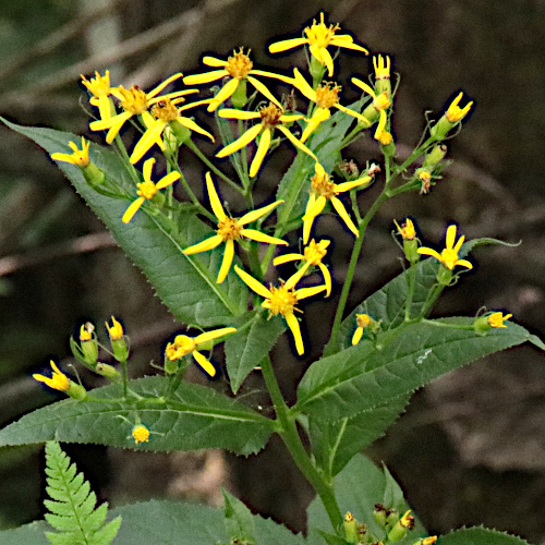 Fuchs's Greiskraut / Senecio ovatus