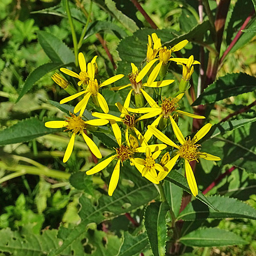 Fuchs's Greiskraut / Senecio ovatus