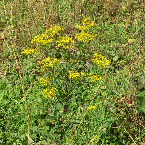 Fuchs's Greiskraut / Senecio ovatus