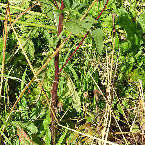 Fuchs's Greiskraut / Senecio ovatus