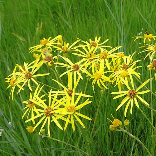 Sumpf-Greiskraut / Senecio paludosus