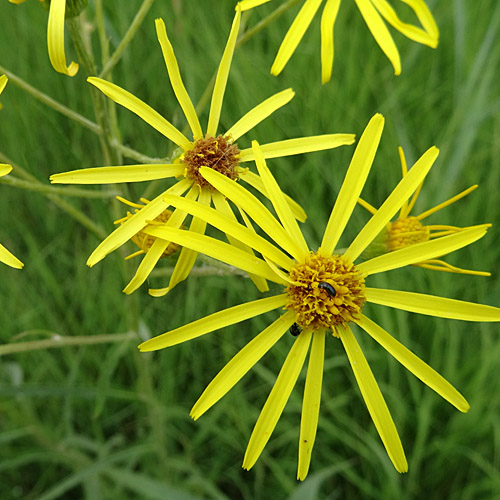 Sumpf-Greiskraut / Senecio paludosus