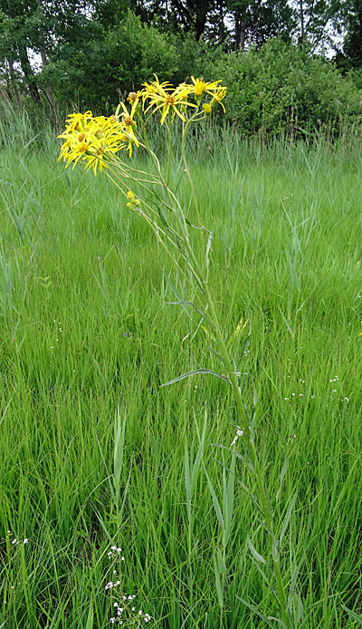 Sumpf-Greiskraut / Senecio paludosus