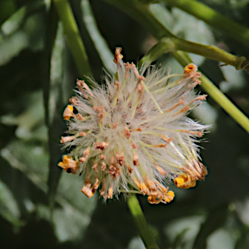 Felsen-Greiskraut / Senecio rupestris