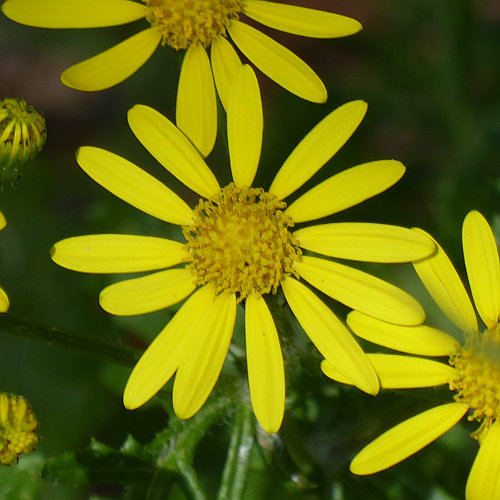 Felsen-Greiskraut / Senecio rupestris