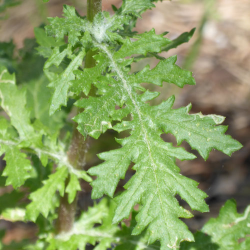 Felsen-Greiskraut / Senecio rupestris