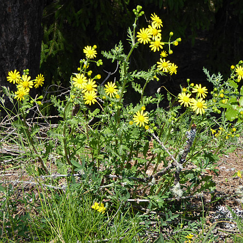 Felsen-Greiskraut / Senecio rupestris