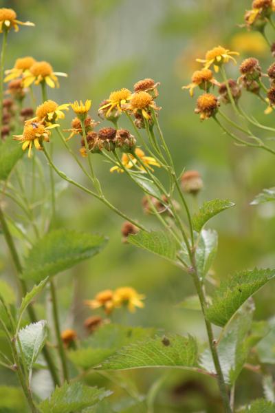 Berg-Greiskraut / Senecio subalpinus