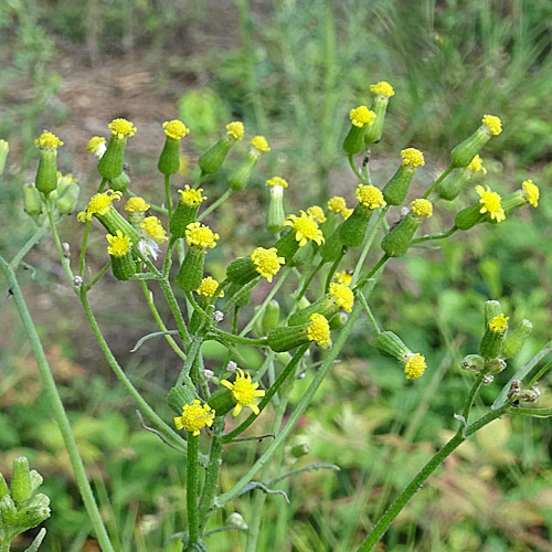 Wald-Greiskraut / Senecio sylvaticus