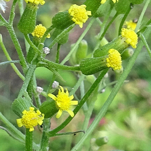 Wald-Greiskraut / Senecio sylvaticus